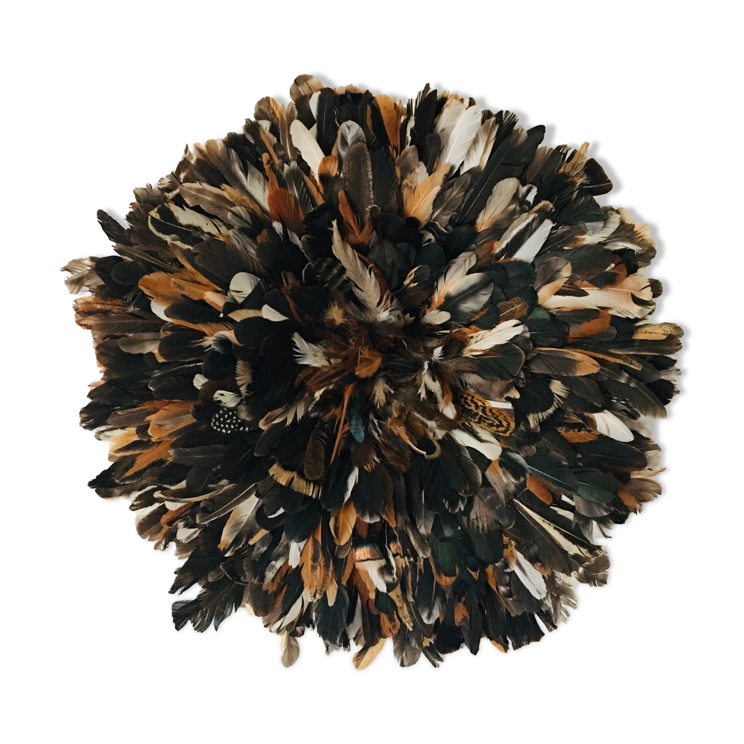 Speckled black jujuhat 50 cm