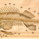 Displays educational fish