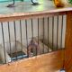 Cage à oiseaux en bois et acier