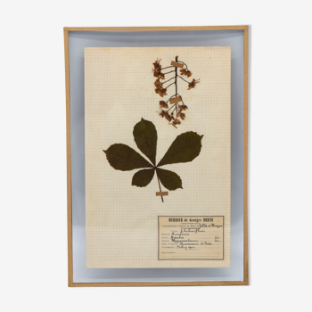 Herbier George Bert