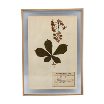 Herbier George Bert