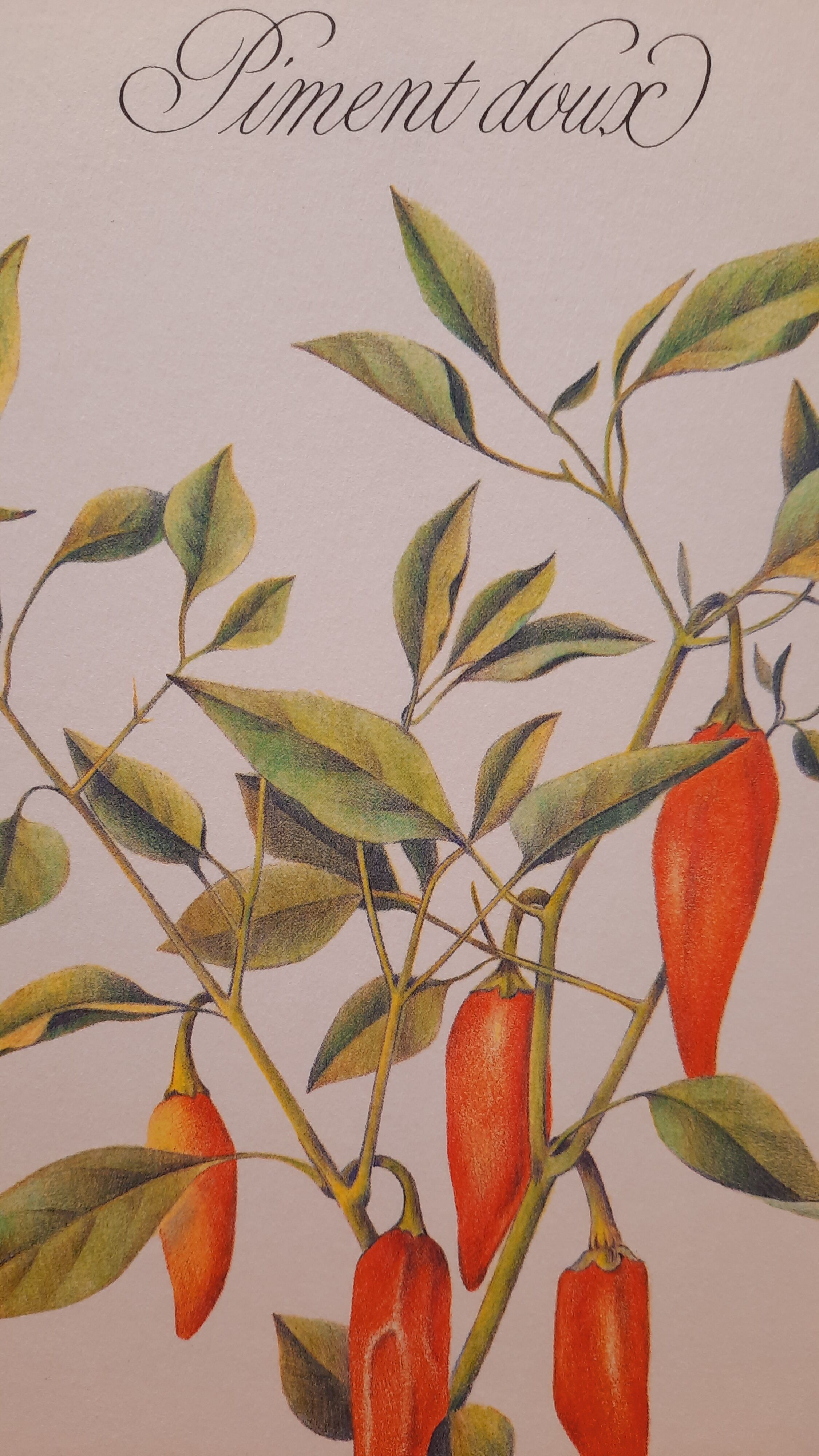 Botanical plank Sweet pepper