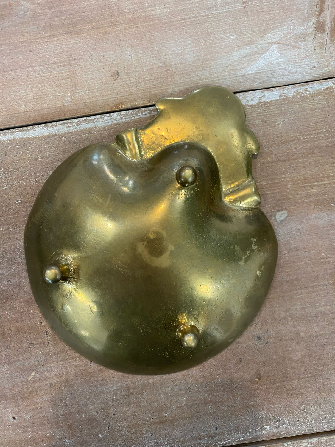 Empty pocket scallop shell