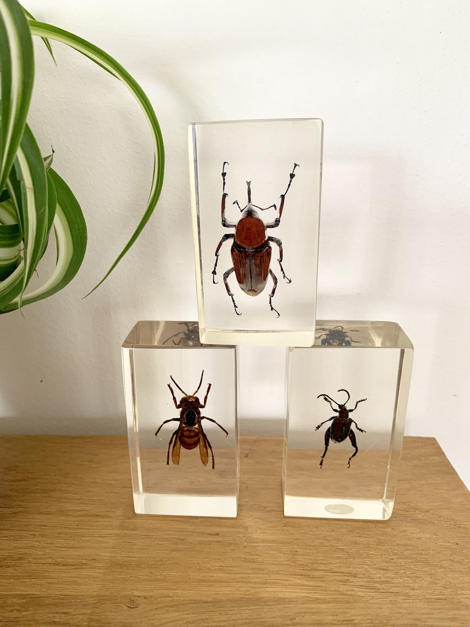Trio d’insectes sous inclusion de résine N°2