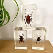 Trio d’insectes sous inclusion de résine N°2