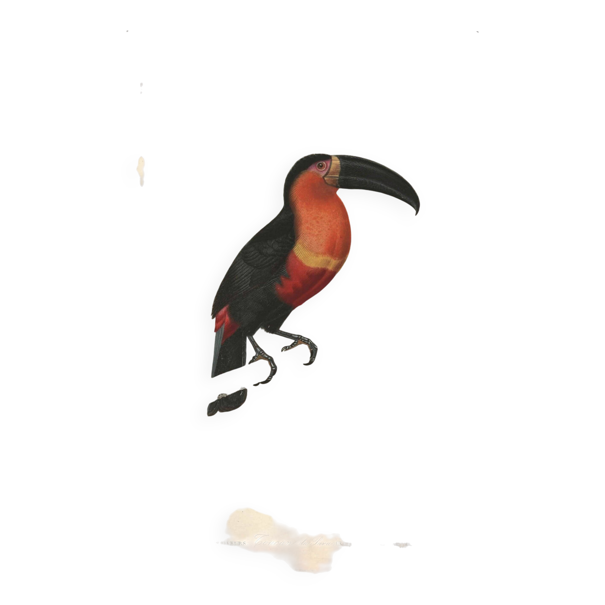 Gravure ancienne 1849 - Toucan par E.Travies. Lithographie iconique vintage