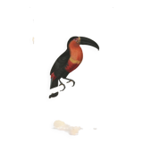 Gravure ancienne 1849 - Toucan par E.Travies. Lithographie iconique vintage