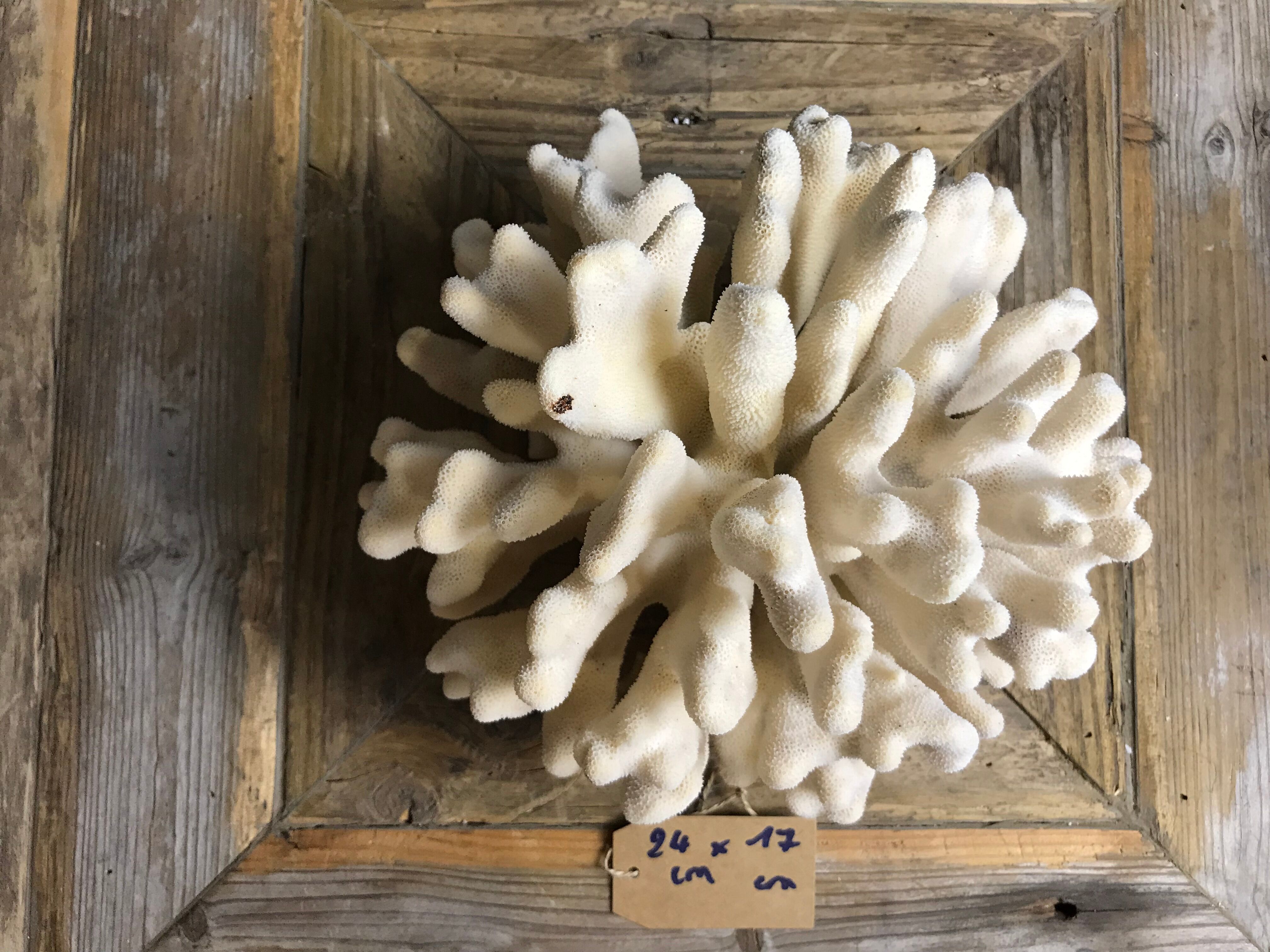Coral elkhorn 39
