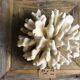 Corail elkhorn 39