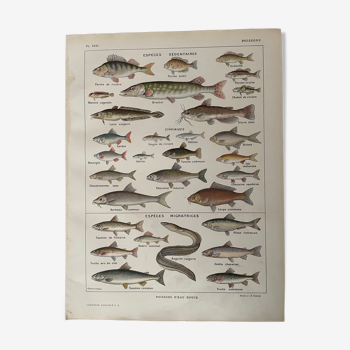 Lithograph on freshwater fish from 1921