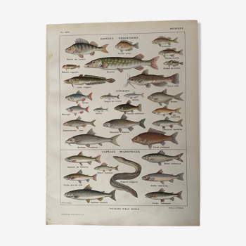 Lithographie sur les poissons d'eau douce de 1921