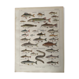 Lithographie sur les poissons d'eau douce de 1921