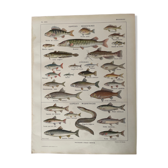 Lithograph on freshwater fish from 1921