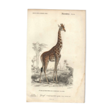 Gravure ancienne 1849 - Girafe par Annedouche