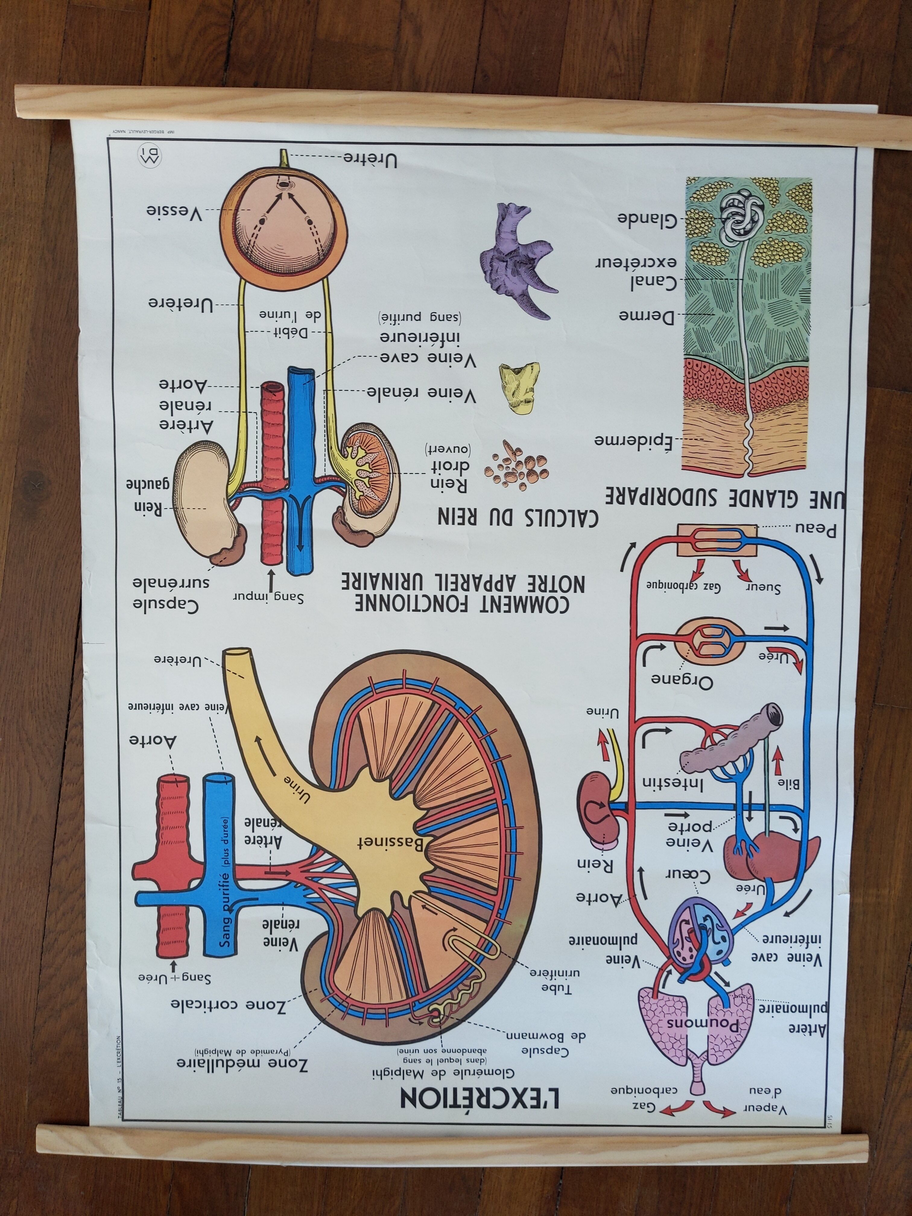 Old vintage school poster mdi excretion skeleton and liver