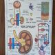 Old vintage school poster mdi excretion skeleton and liver