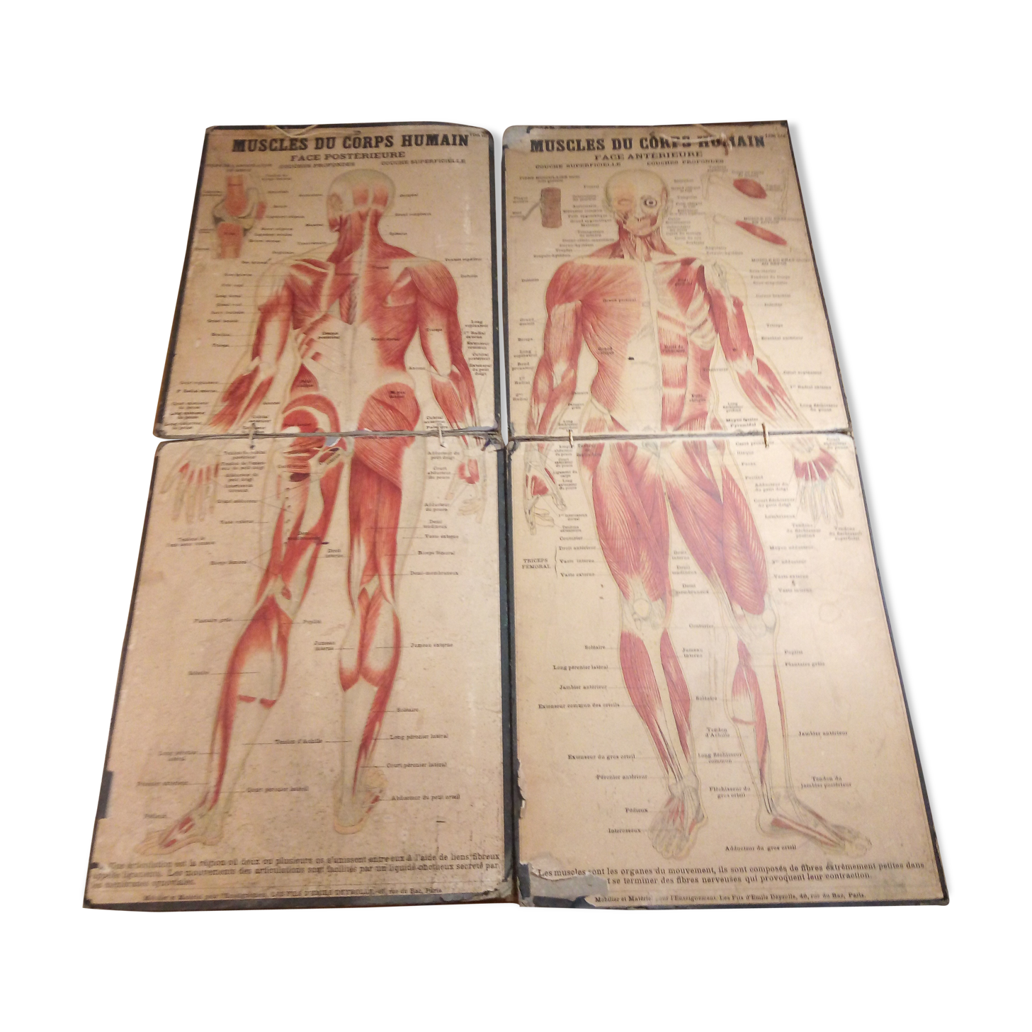 Series of anatomical boards
