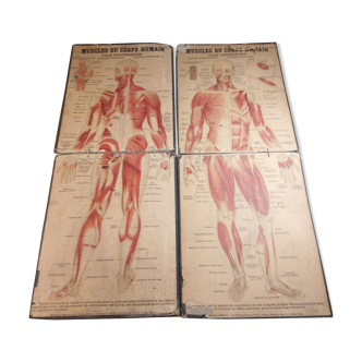 Series of anatomical boards