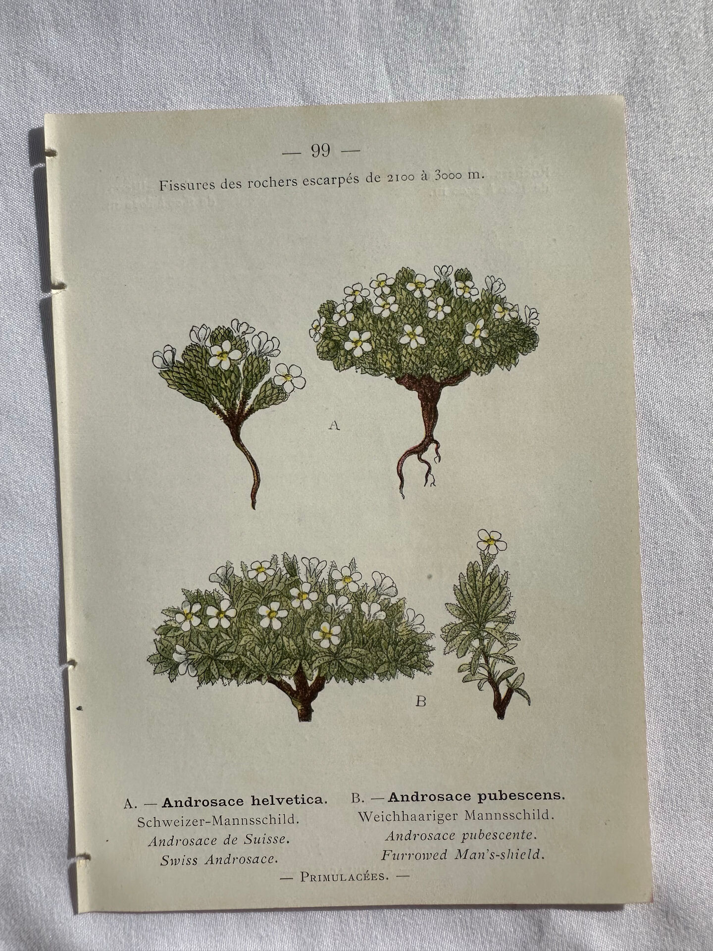Naturalist Plate – 19th Century Botanical Engraving, Double-Sided