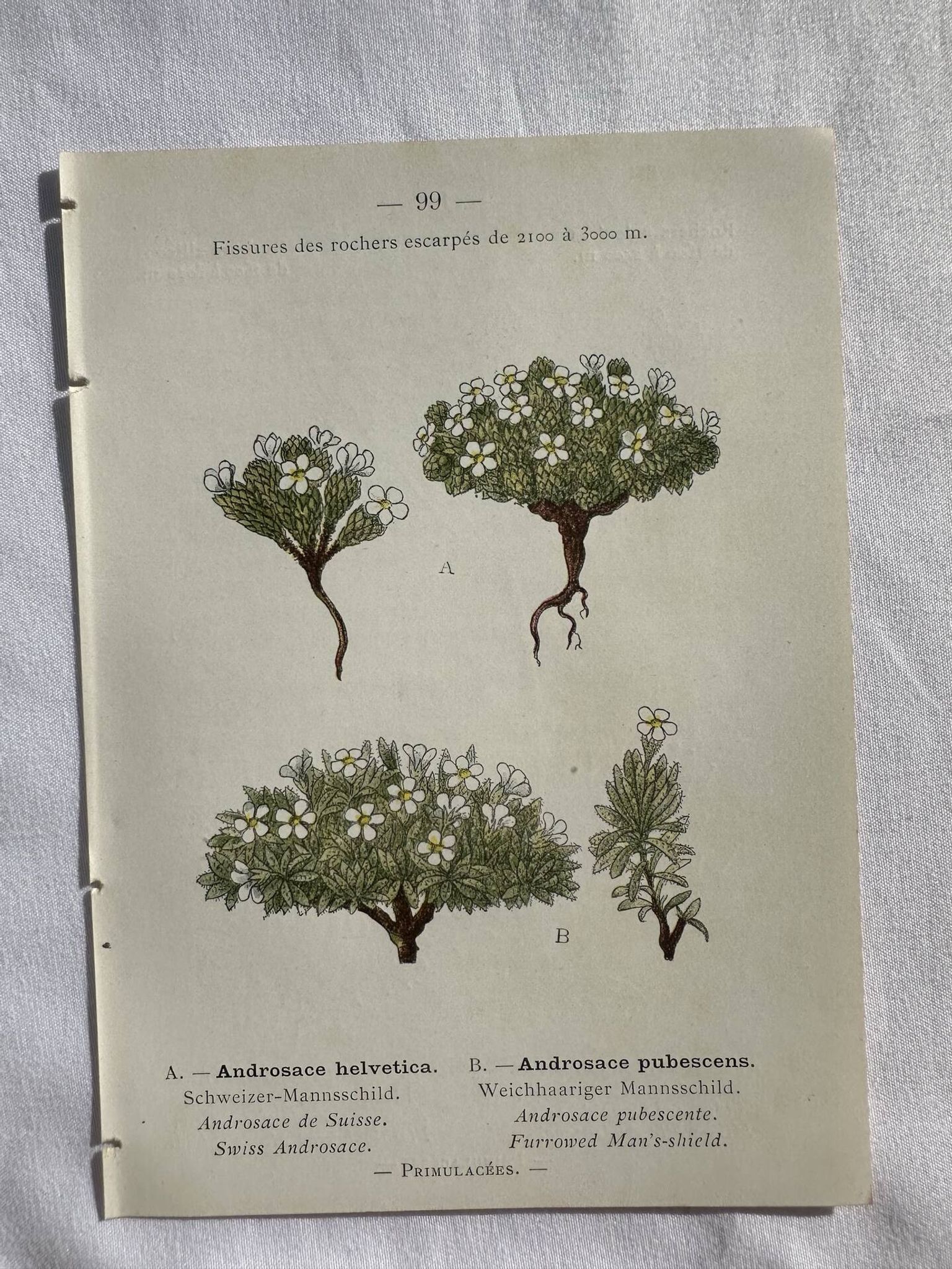 Planche Naturaliste – Gravure botanique ancienne 19eme  recto verso