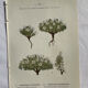 Naturalist Plate – 19th Century Botanical Engraving, Double-Sided