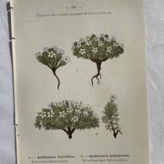 Planche Naturaliste – Gravure botanique ancienne 19eme  recto verso