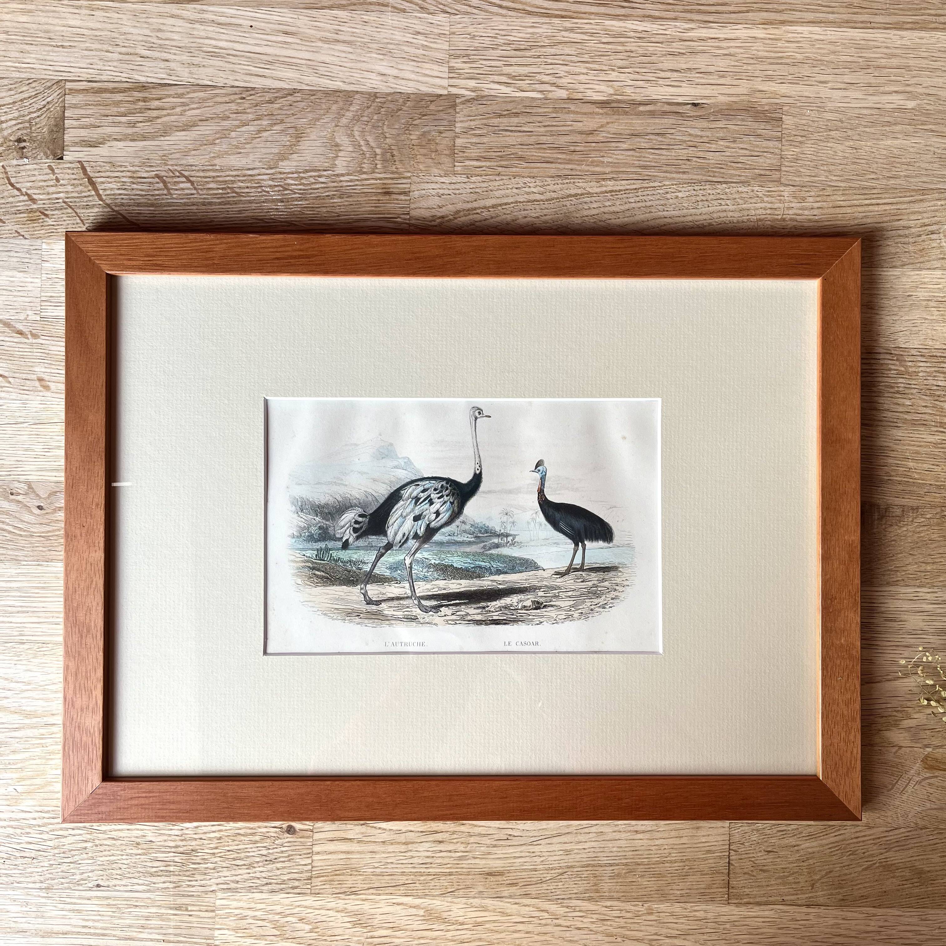 Ornithological plate "Ostrich & Cassowary" by Buffon