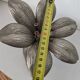 Cendrier Fleur de Lotus en laiton