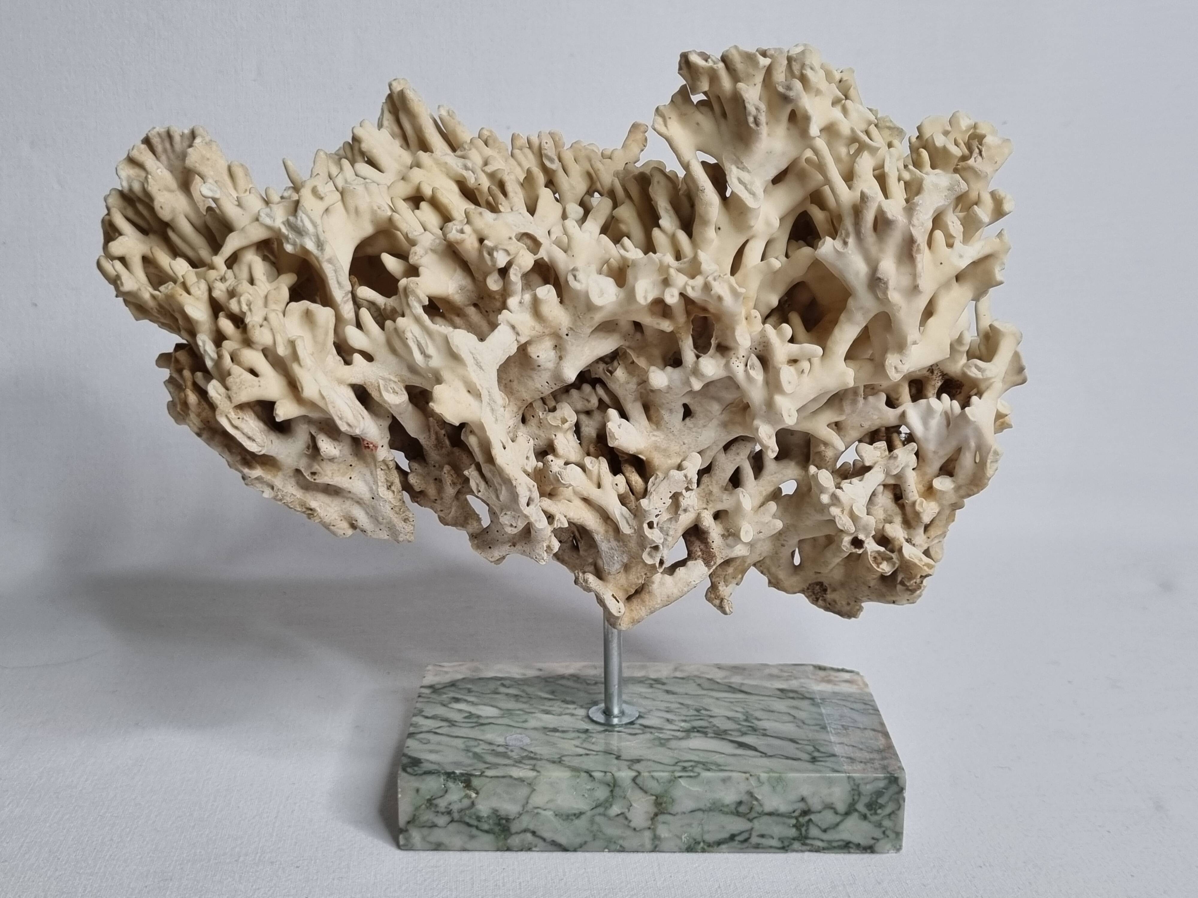 Antique White Coral on Grey Marble Base, 21 cm