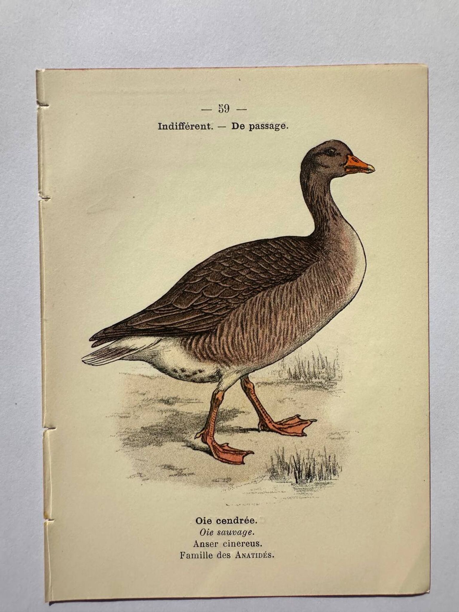 Gravure botanique oiseaux double face planche naturaliste Eau forte