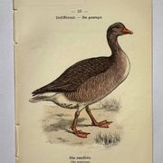 Gravure botanique oiseaux double face planche naturaliste Eau forte