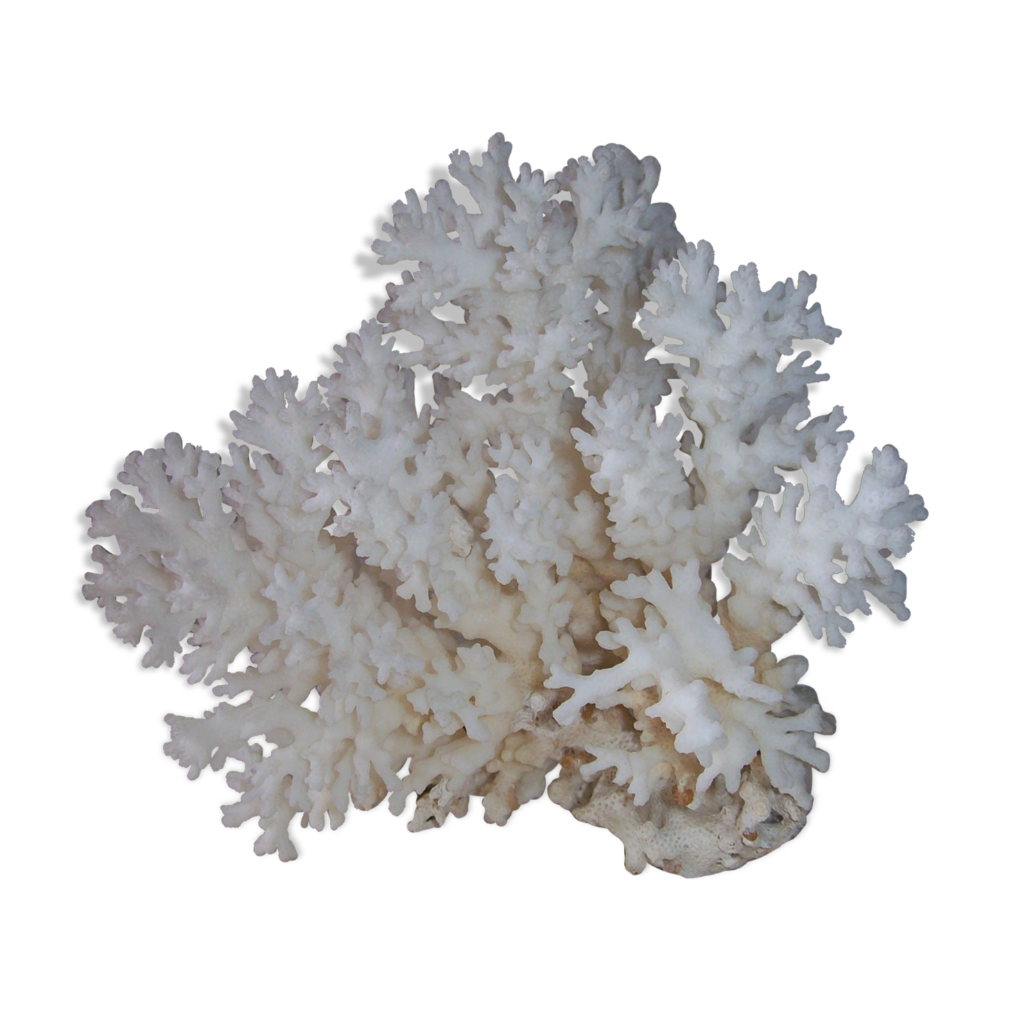 Coral