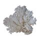 Corail