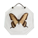 Naturalized butterfly under globe Napoleon III