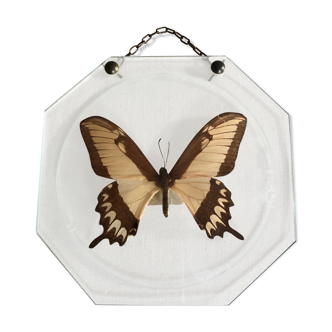 Naturalized butterfly under globe Napoleon III