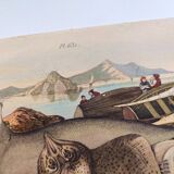Old engraving from 1839 - Rays - Hand-colored zoological plate. lithograph