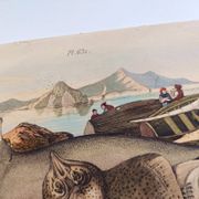 Old engraving from 1839 - Rays - Hand-colored zoological plate. lithograph