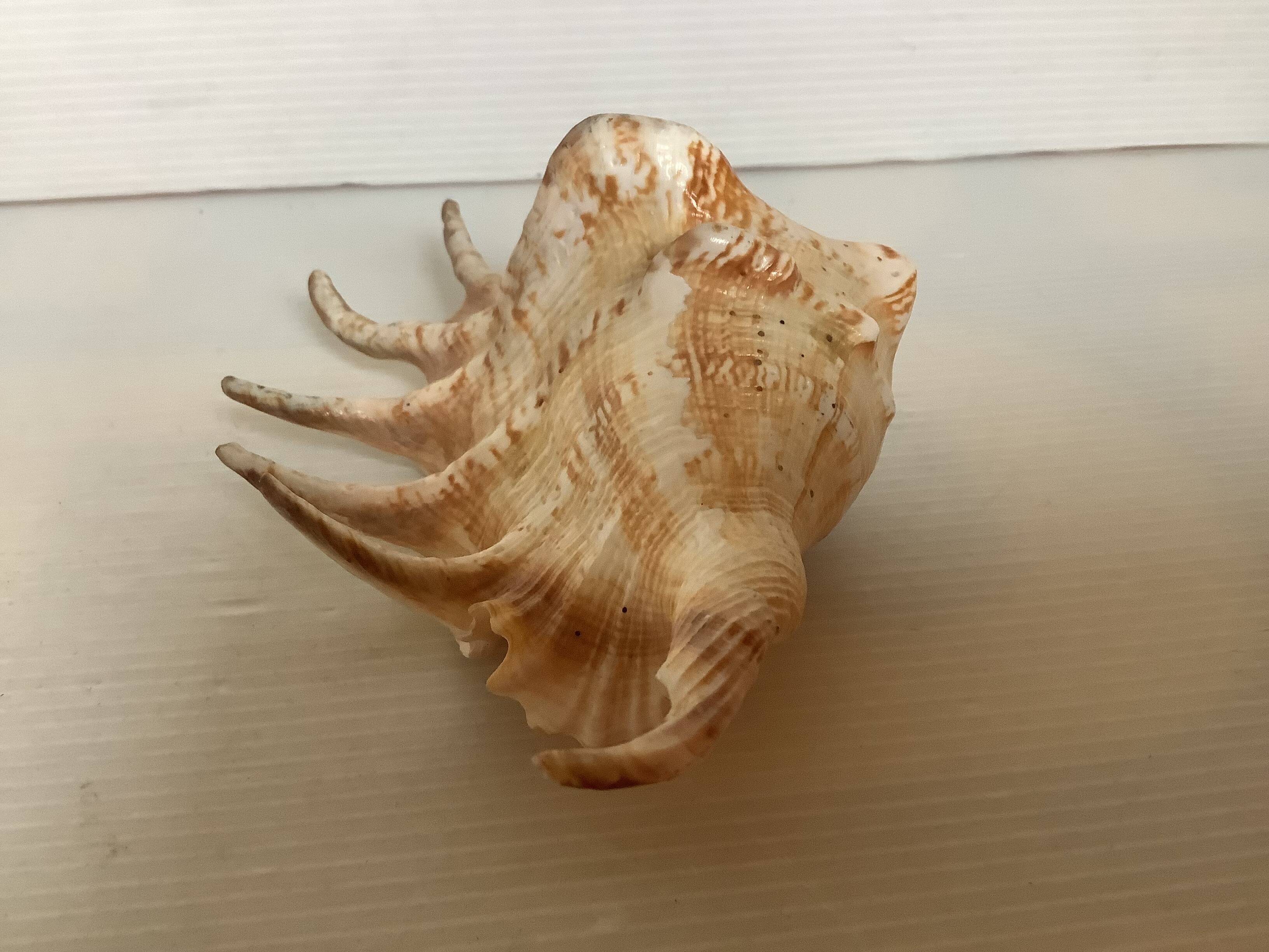 Conch shell
