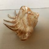 Conch shell