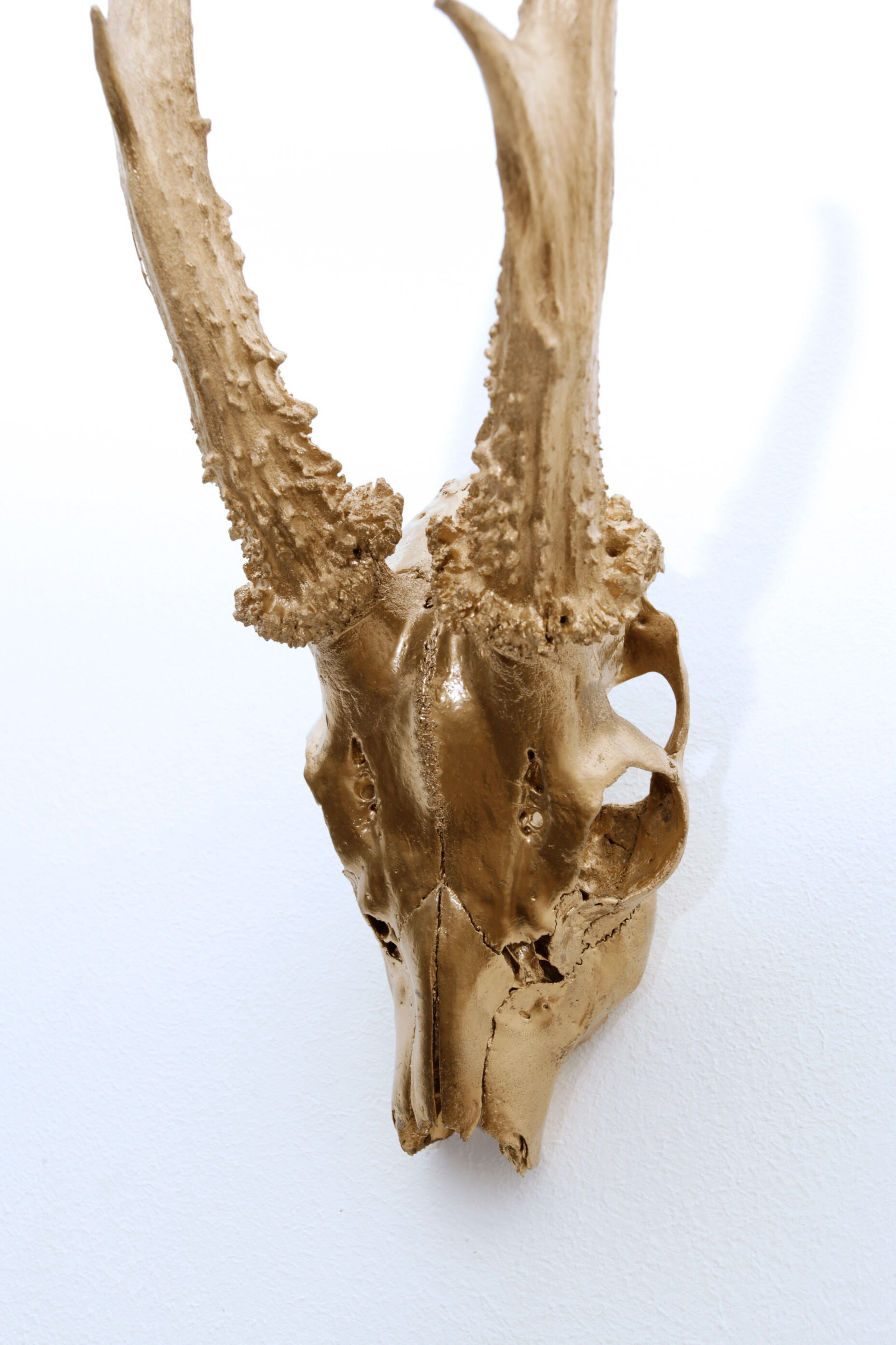 Chevreuil cornes massacre or - Taxidermie