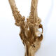 Chevreuil cornes massacre or - Taxidermie
