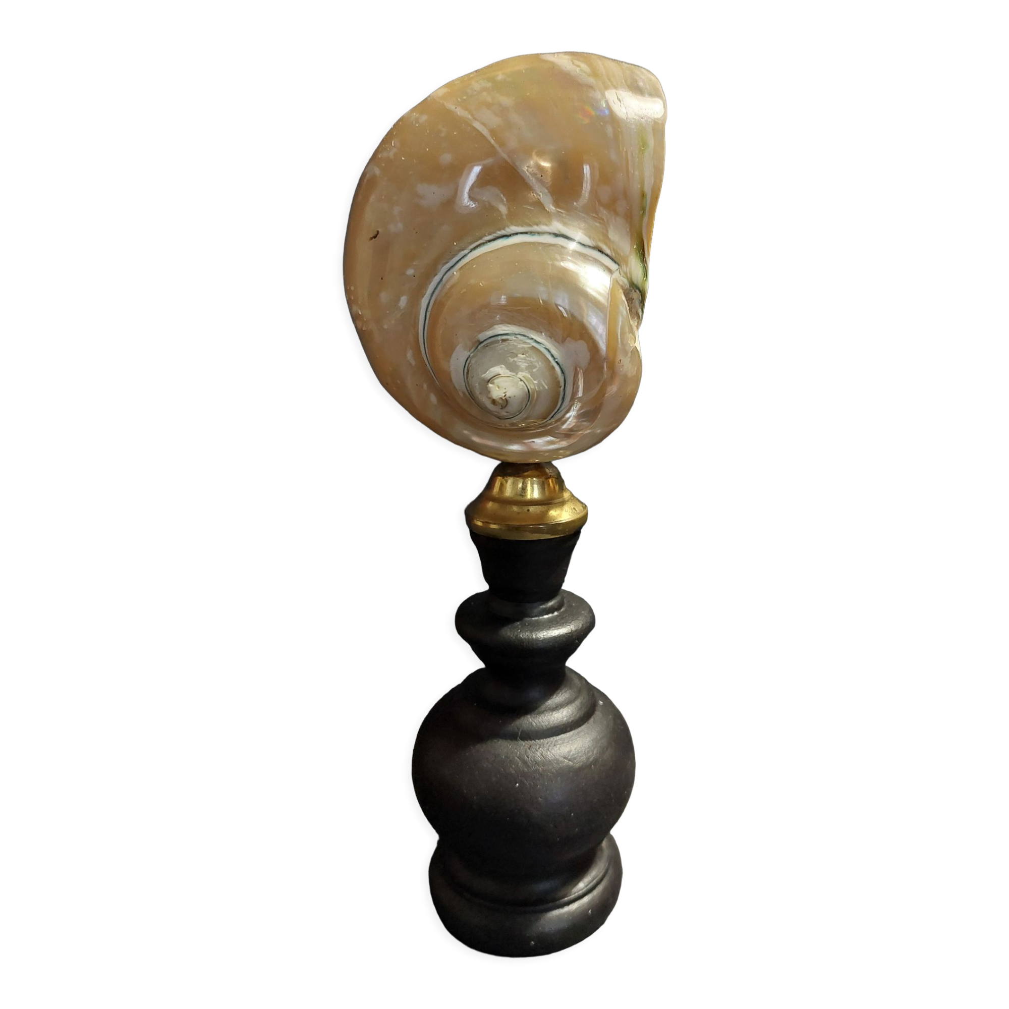 Cabinet de Curiosités coquillage turbo imperialis nacré sur socle