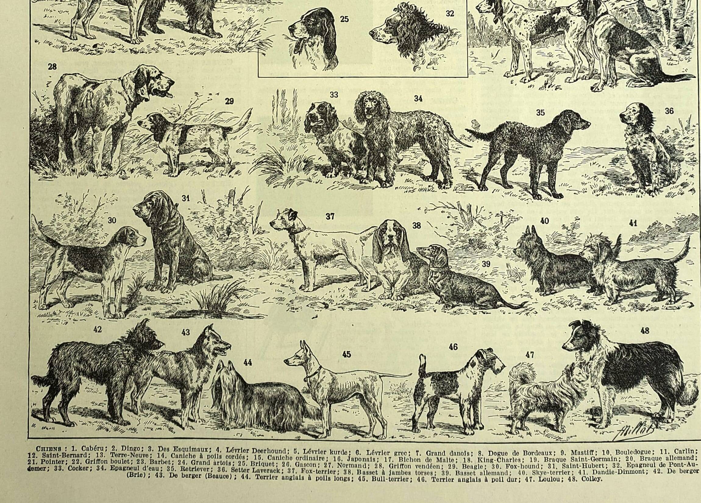 Antique engraving 1928 A. Millot - Dog, breeds, shepherd, canine, training