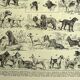Gravure ancienne 1928 A. Millot - Chien, races, berger, canin, dressage