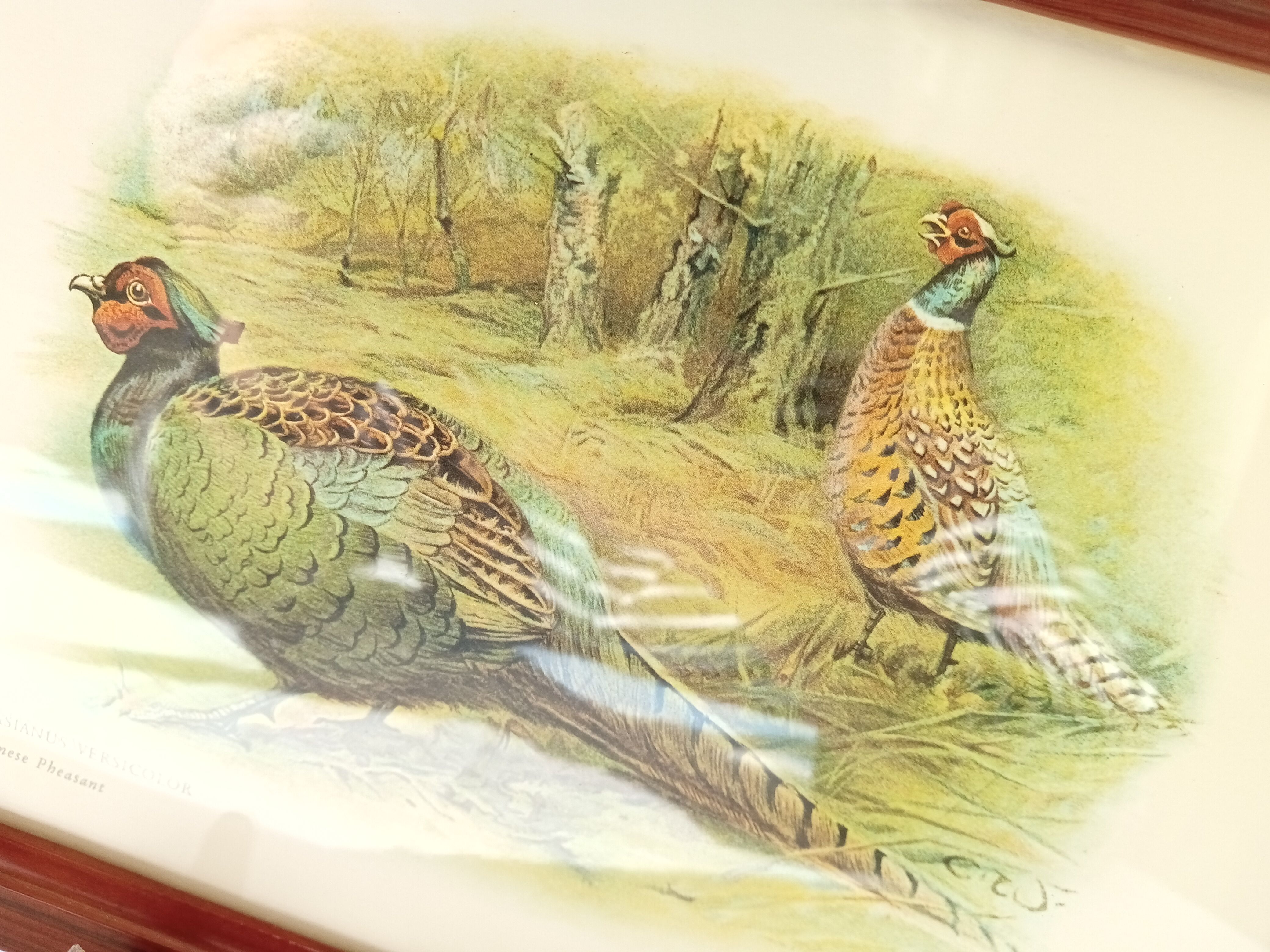 Pheasant table