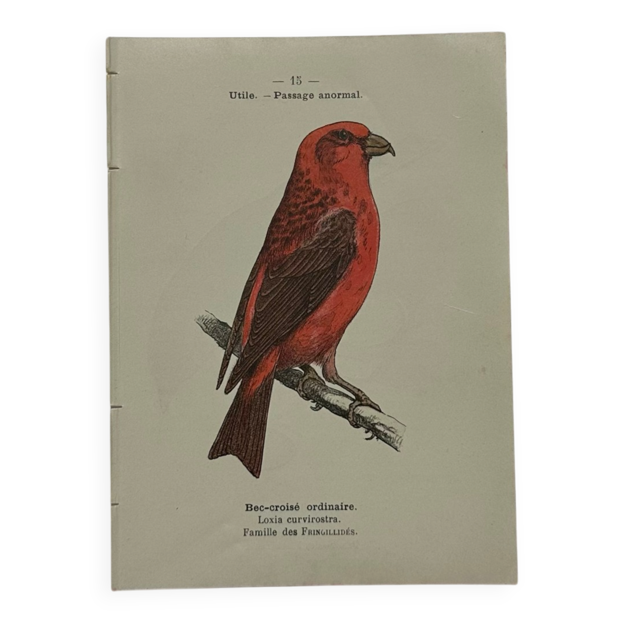 Botanical Plate Engraving of Birds, Naturalist, 19th Century, Double-sided A