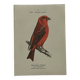 Botanical Plate Engraving of Birds, Naturalist, 19th Century, Double-sided A