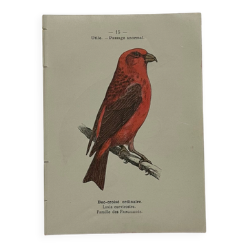 Botanical Plate Engraving of Birds, Naturalist, 19th Century, Double-sided A