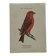 Botanical Plate Engraving of Birds, Naturalist, 19th Century, Double-sided A