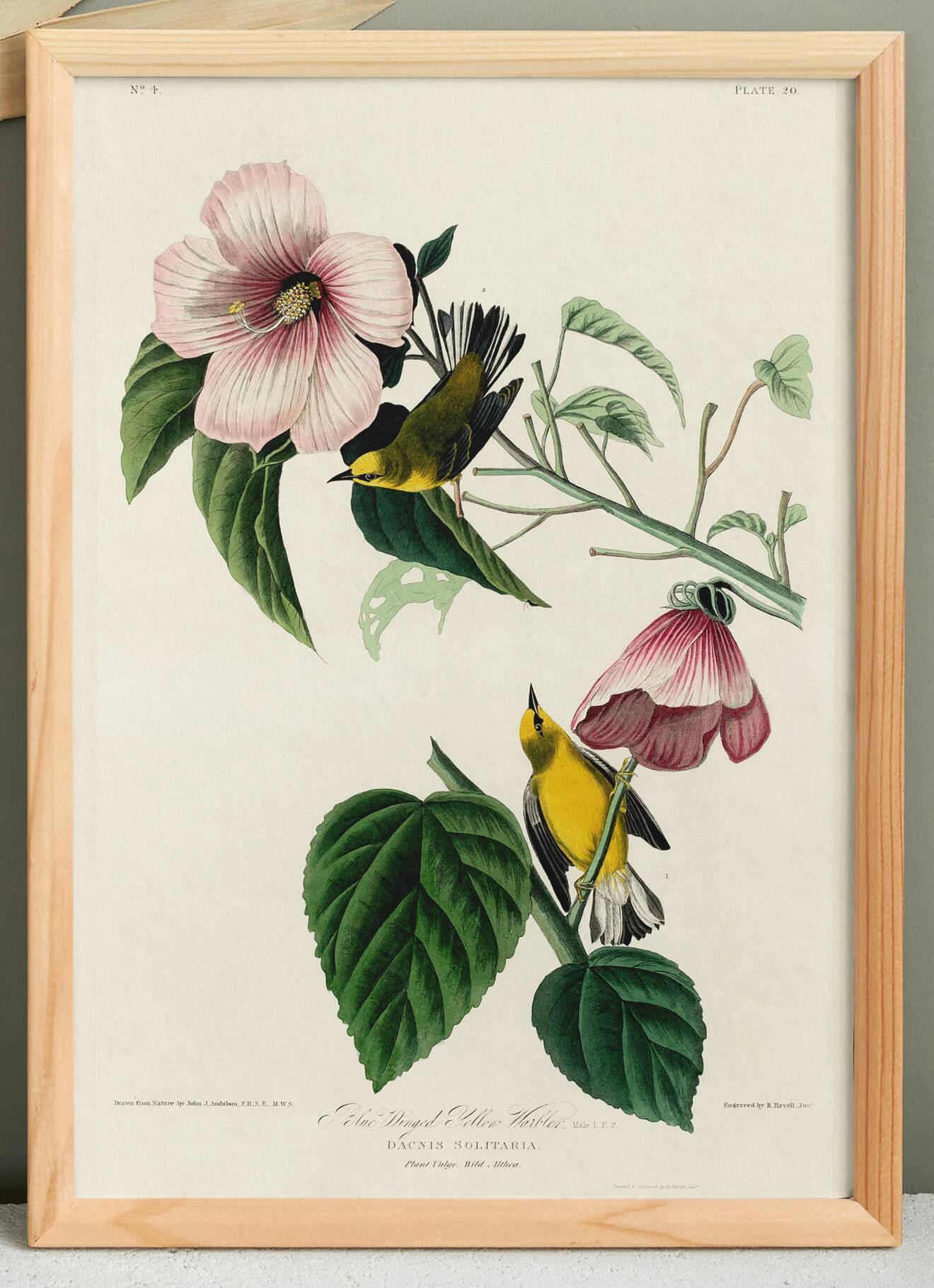 Poster about the Yellow Dacnis, based on an old engraving from 1827.